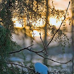 photo "Winter juniper"
