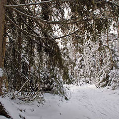 photo "clutches of the age-old spruce"