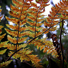 photo "The breath of autumn"