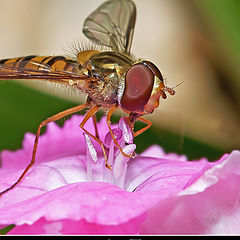 photo "Syrphidae"