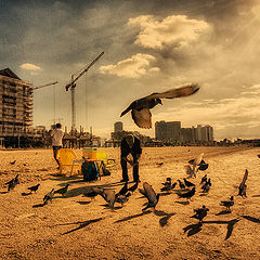 фото "Голуби на пляже Тель-Авива"