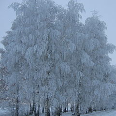 фото "Иней"