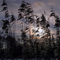 photo "Sunny in the reeds"