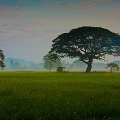 photo "Golden Fields of Sri Lanka"