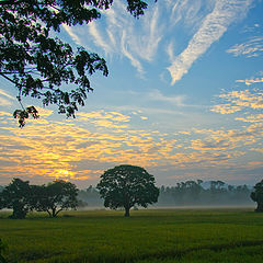 photo "Paddy Fields of Sri Lanka"