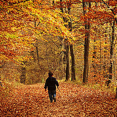 photo "In the woods"