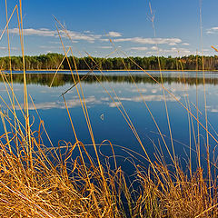 photo "Gold grasses of autumn"