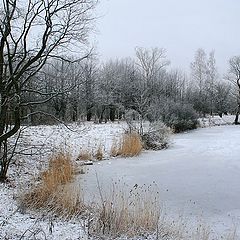 фото "Иней"