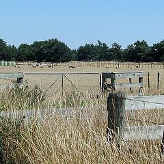 photo "Sheep - Rural Scene Midsummer."