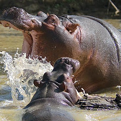 фото "Games hippos"