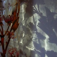 фото "bottle flower shadows"