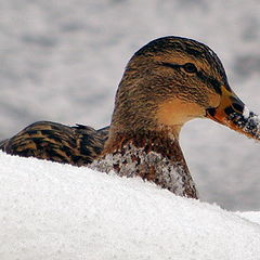 фото "snow duck"