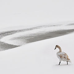 photo "Swan"