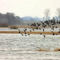 photo "spring arrivals"