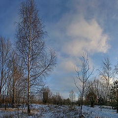 photo "frosty morning"