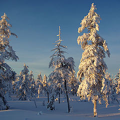 фото "Январь"