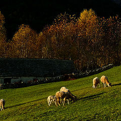 фото "al pascolo"