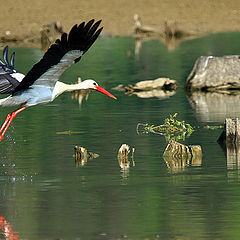 photo "Stork"