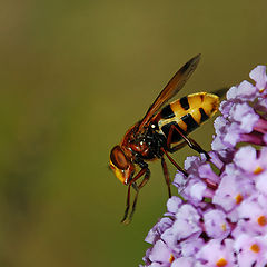 фото "SYRPHE Like HORNET"