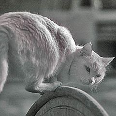 фото "Хитрый кот"