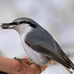 фото "Поползень (Sitta europaea)"