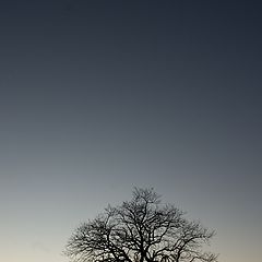 фото "tree#1"