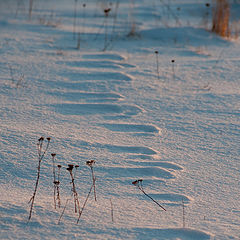 photo "Signs"