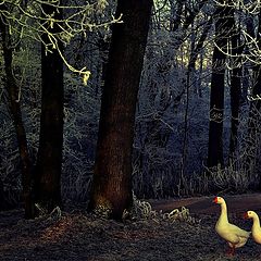 фото "geese in the night.."