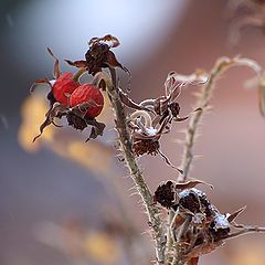 photo "Winter dogrose"