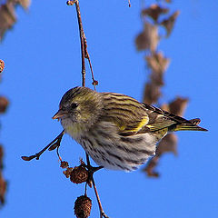 фото "Carduelis spinus(Erlenzeisig) Елшова скатия"