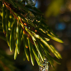 photo "Christmas tree decoration"