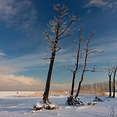 фото "Морозный сочельник #2"