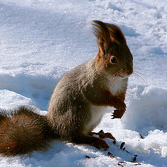 photo "Squirrel's portrait :)"