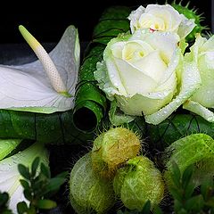 фото "flowers in the rain"