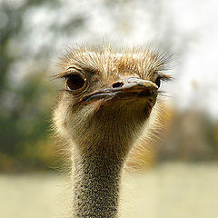 photo "Ostrich"