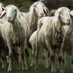 photo "They are coming"