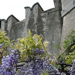 photo "scent of Spring under the ancient walls"