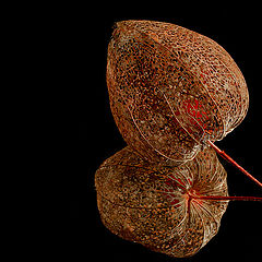 photo "Physalis Vol III"