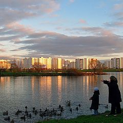 фото "Кормление диких лебедей"