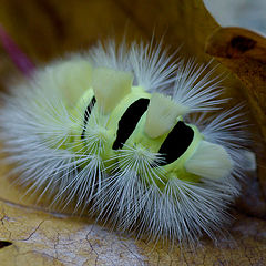 photo "Little brush"