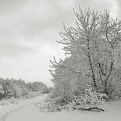 фото "Тропинка"