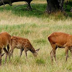 photo "Wildlife."