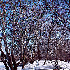 фото "Зимняя прогулка."