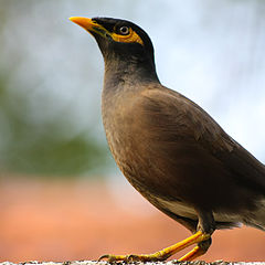 photo "Common Myna (Acridotheres tristis)"