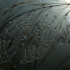 photo "THE WEB"