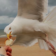 photo "I am hungry!"