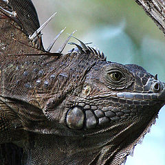 photo "Tree Hugger"