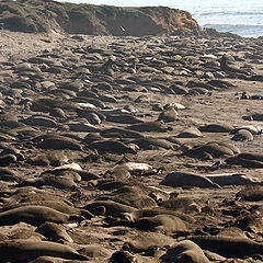 фото "Elephant Seals on the beach"