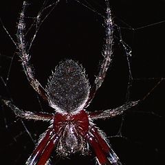 photo "Garden Orb Weaving Spider"
