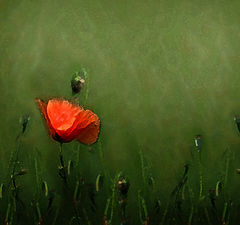 photo "Poppy"